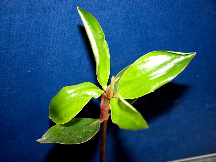 Bruguiera gymnorhiza leaves